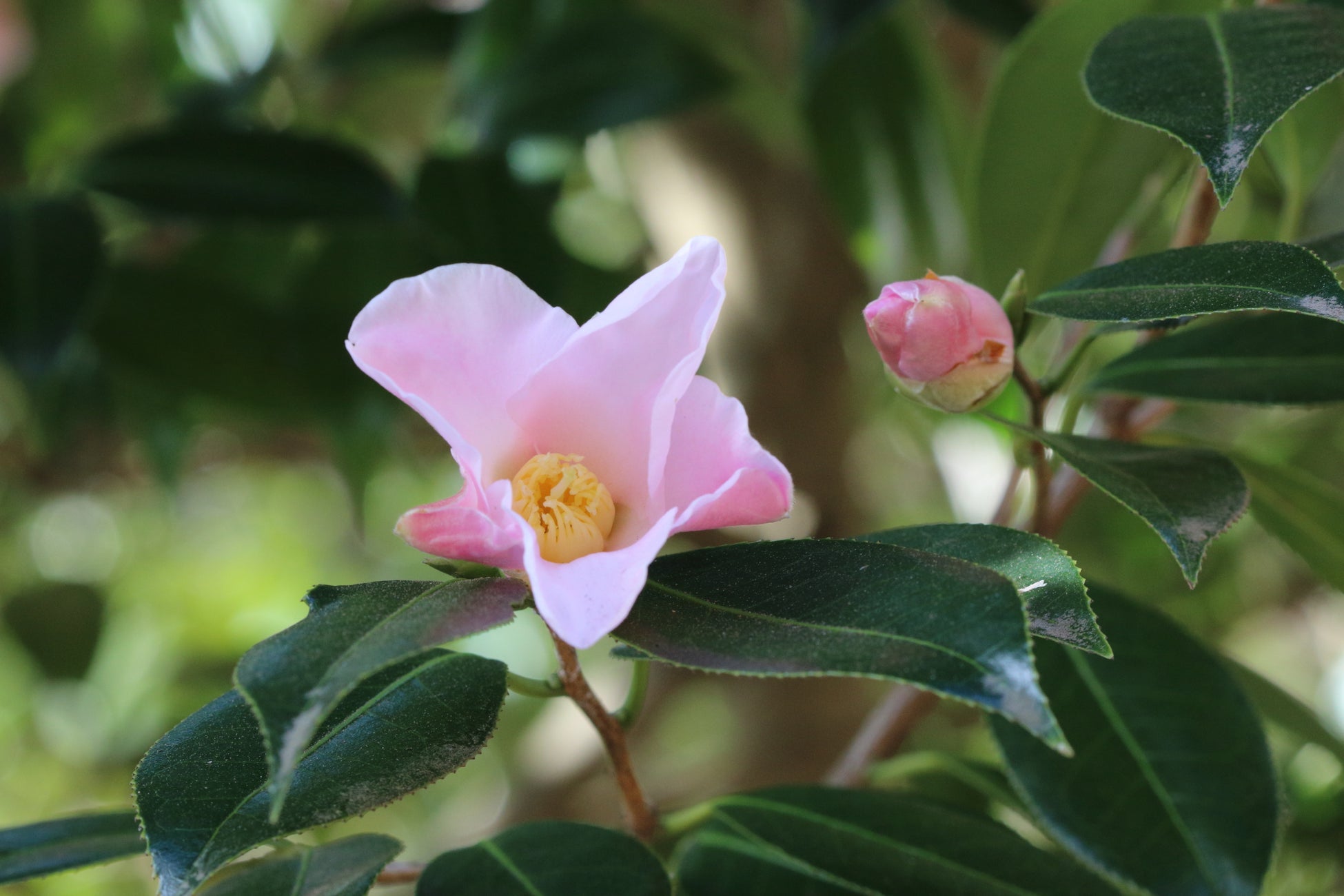 花の少ない12月に開花し茶花としても人気な江戸椿‘数寄屋‘(すきや)