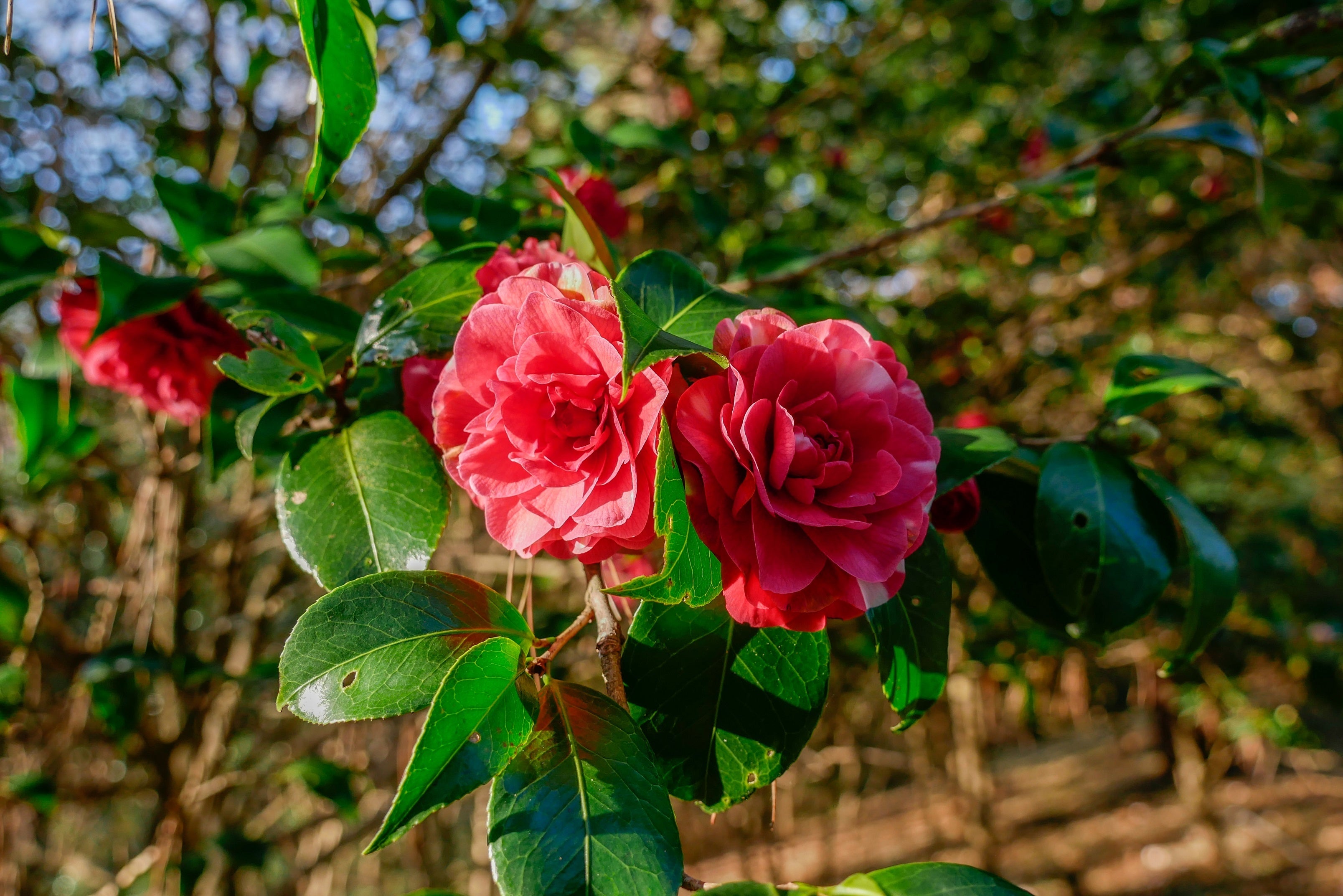 「日本植物園協会ナショナルコレクション」認定の江戸椿のうち、紅白絞りの八重咲きが艶やかな‘菊冬至’（きくとうじ）　※現在開花中