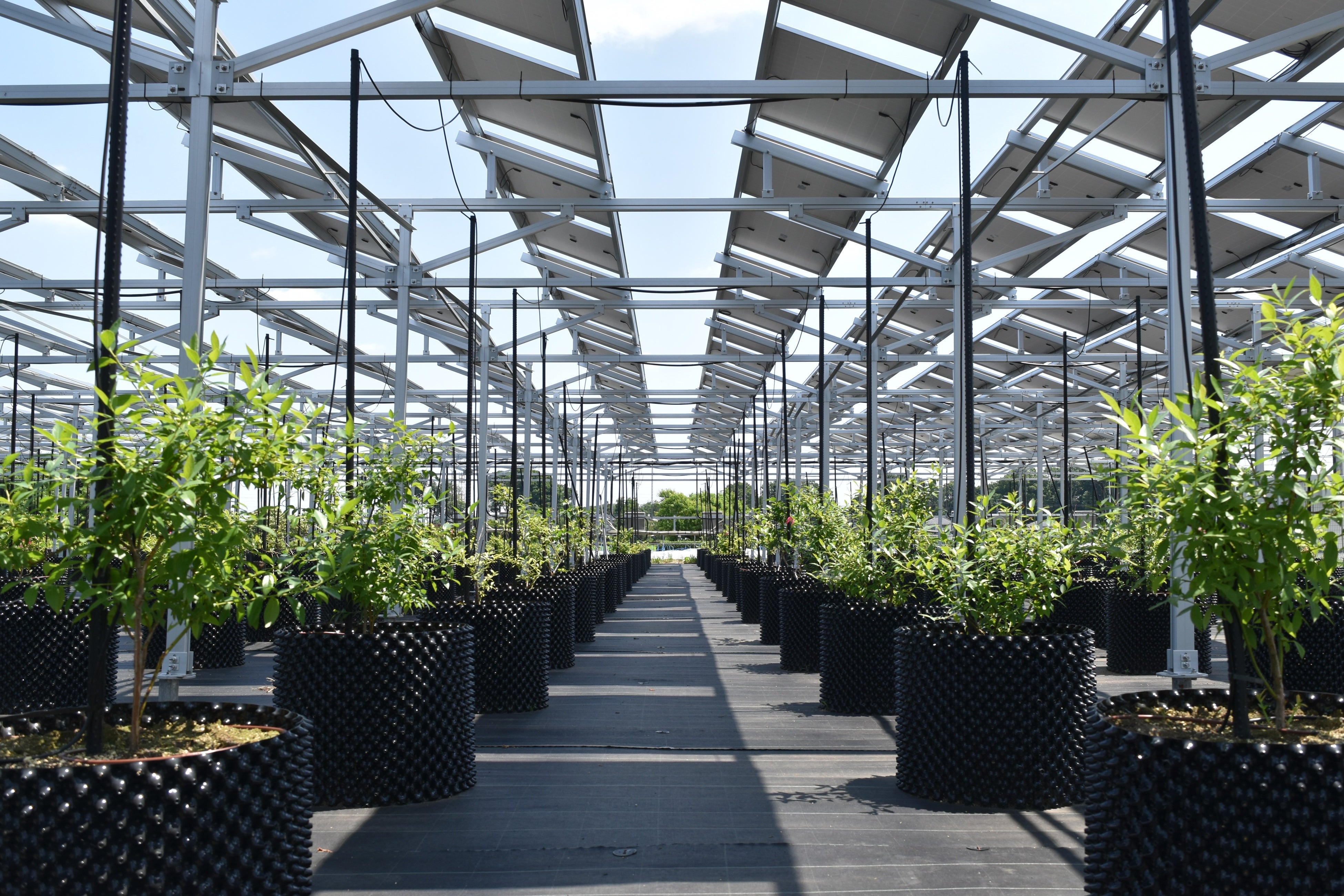 農業と太陽光発電を組み合わせた「ソーラーシェアリング」（所沢北岩岡太陽光発電所）