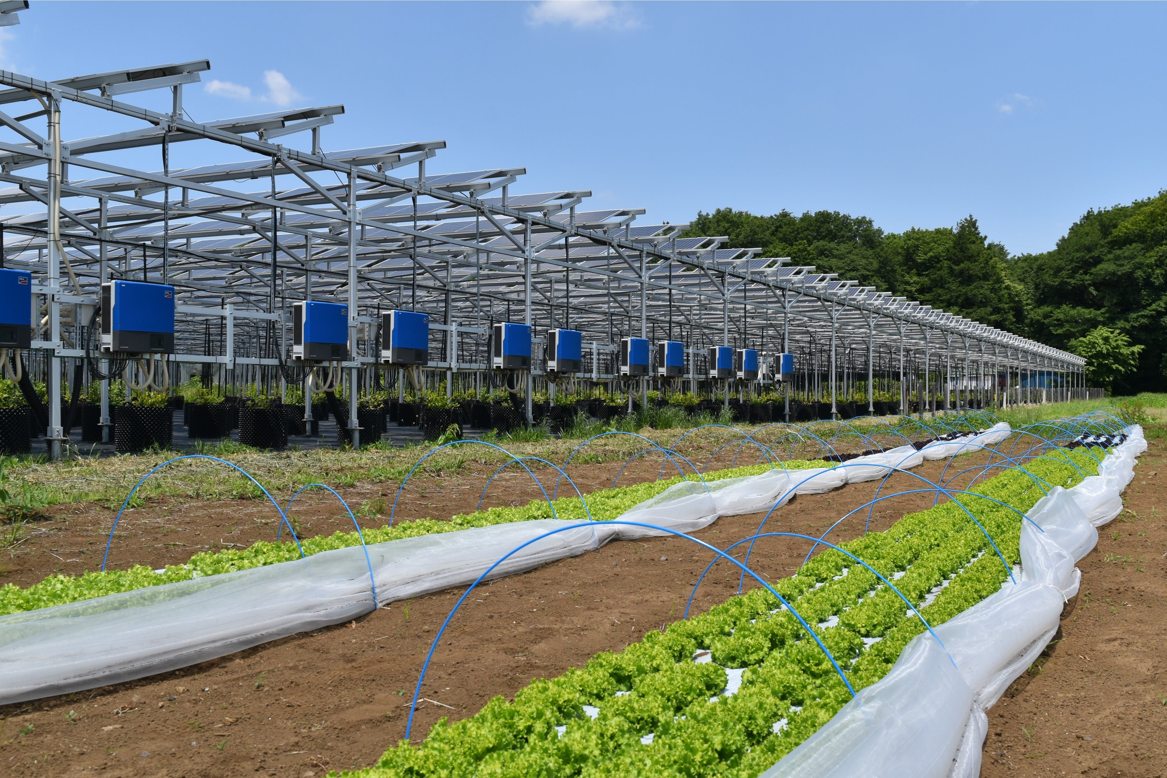 ソーラーシェアリングを行う所沢北岩岡太陽光発電所の隣の農園で育てている「ジャムレタス」