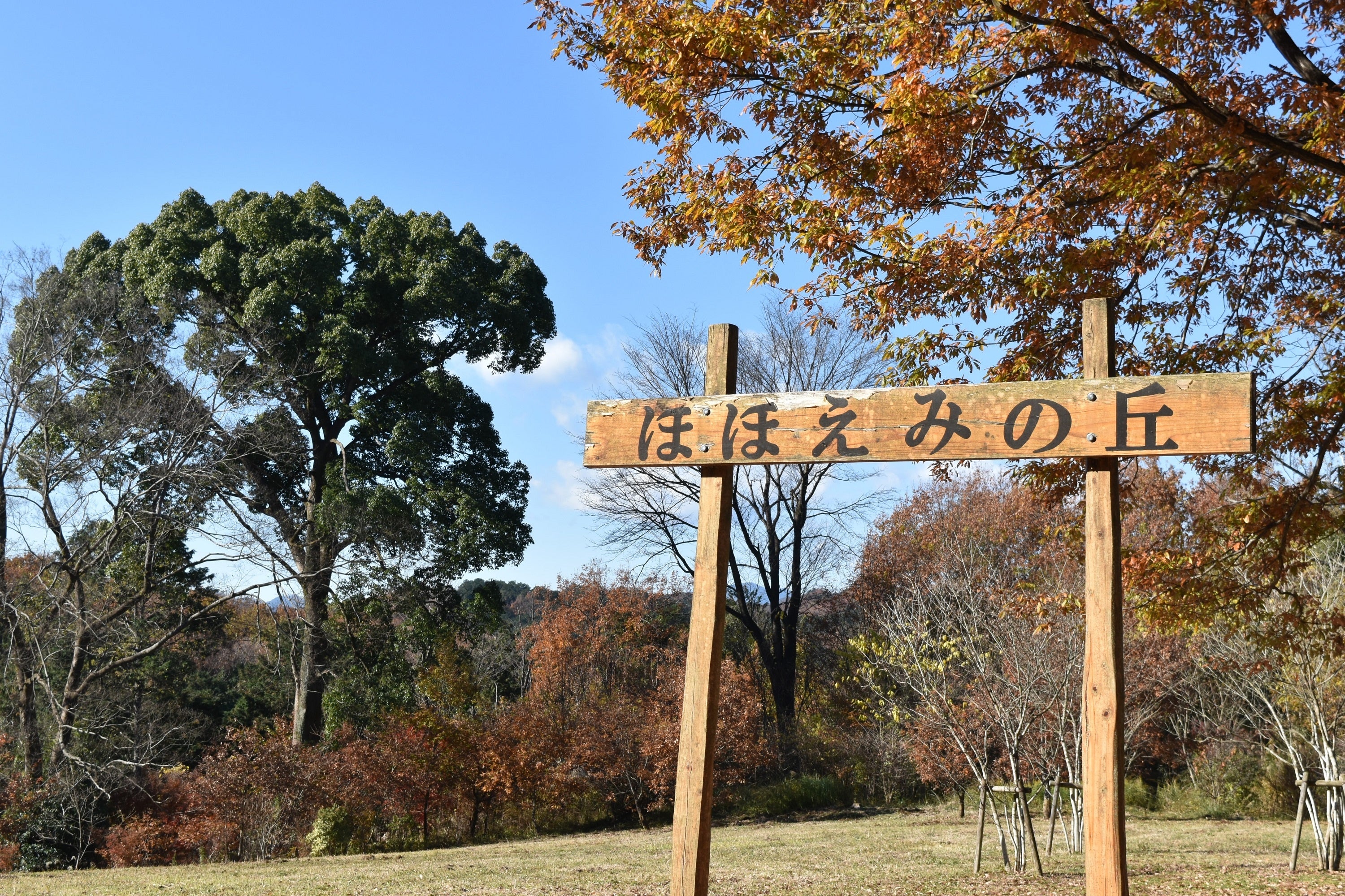 西武グループの社有地を活用した森づくりを行っている「飯能・西武の森」