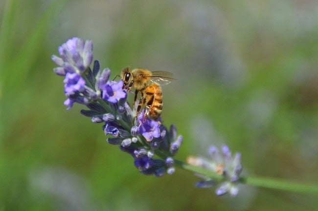 みつばちを通じて身の回りの自然環境を考える環境教育プログラム「はち育®」を紹介