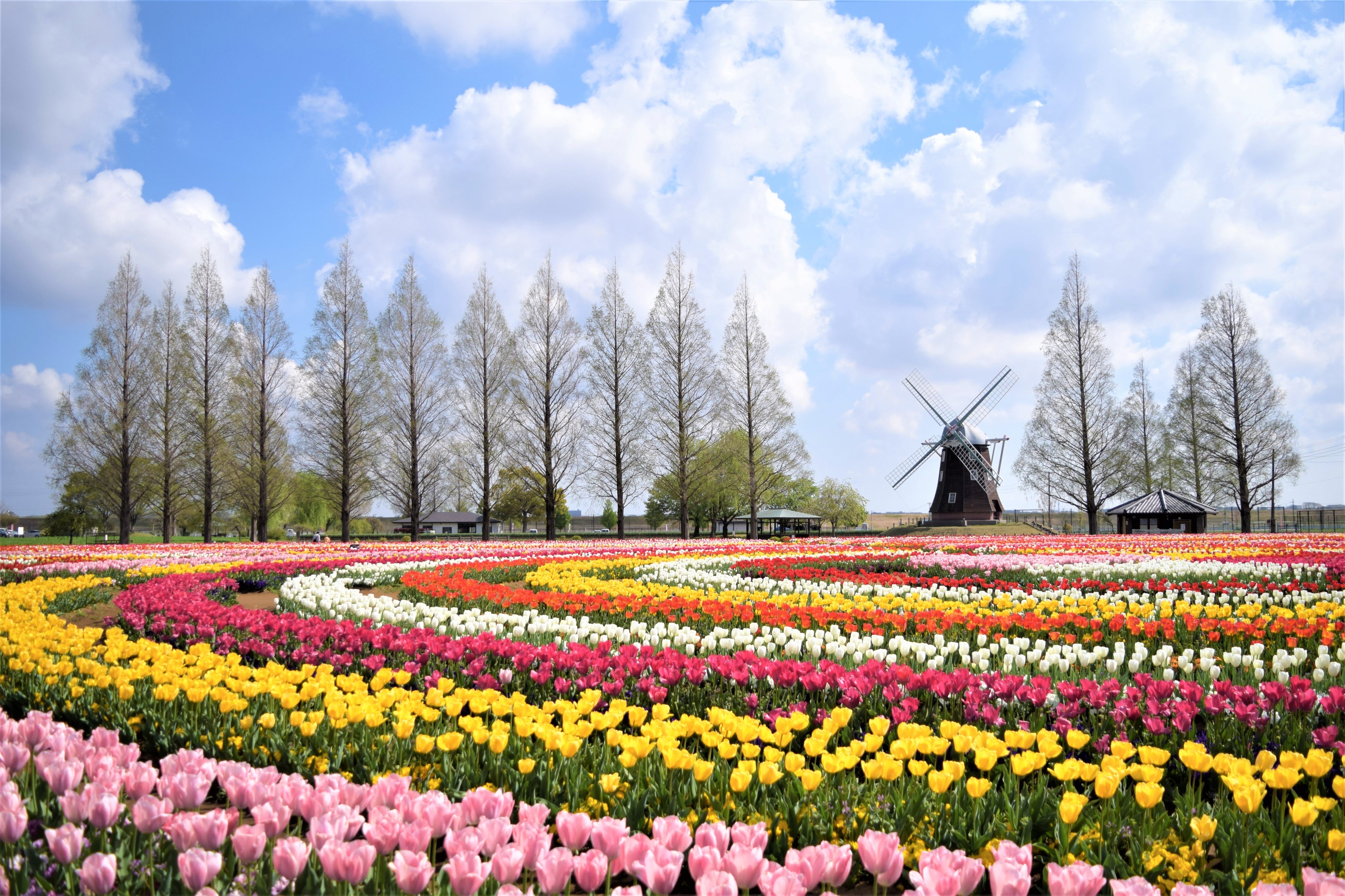 題「花咲く丘」（押し花アート）　 山と花畑の風景 ステイin千葉も楽しもう♪】柏市のあけぼの山農業公園。春の