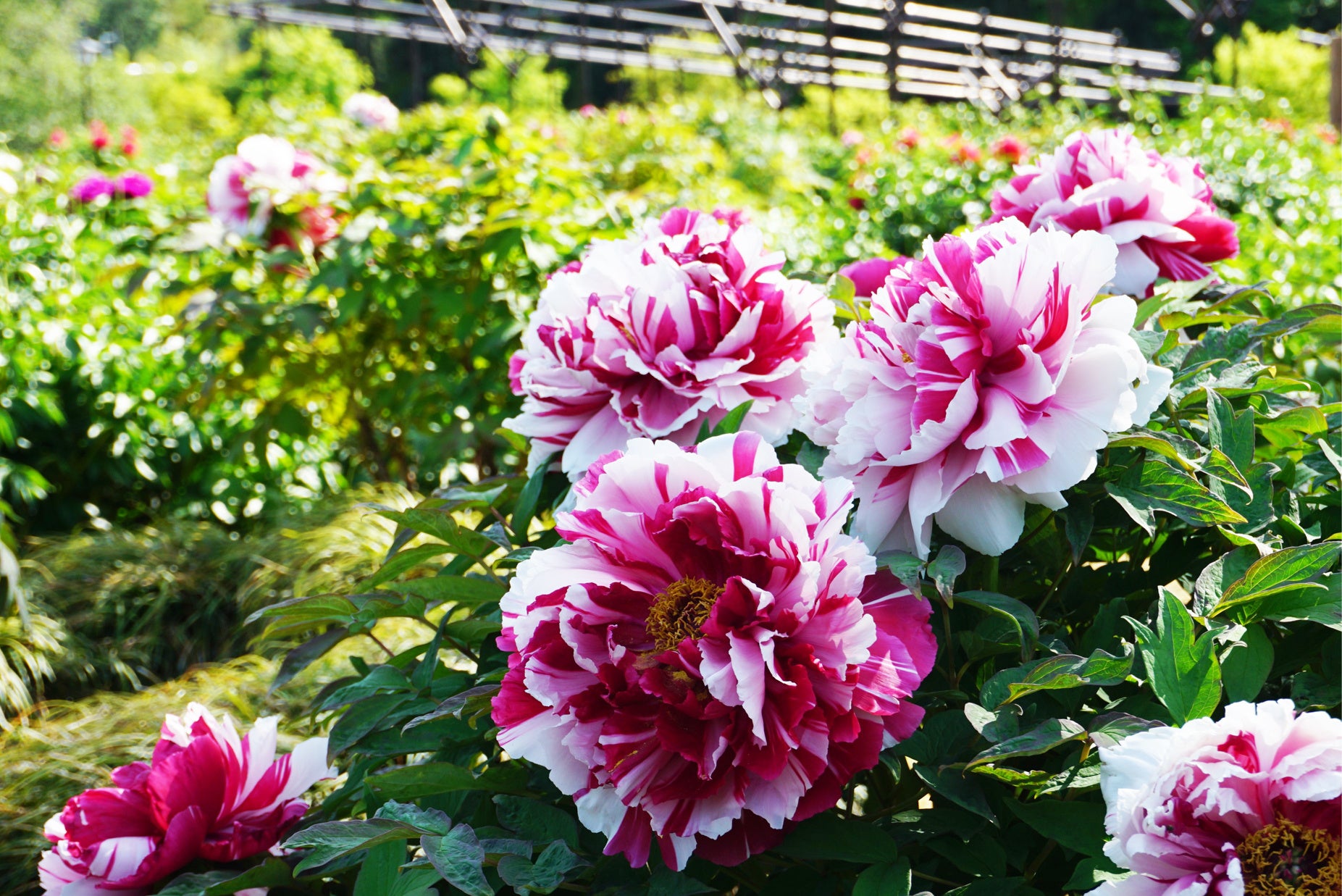 「島錦（しまにしき）」