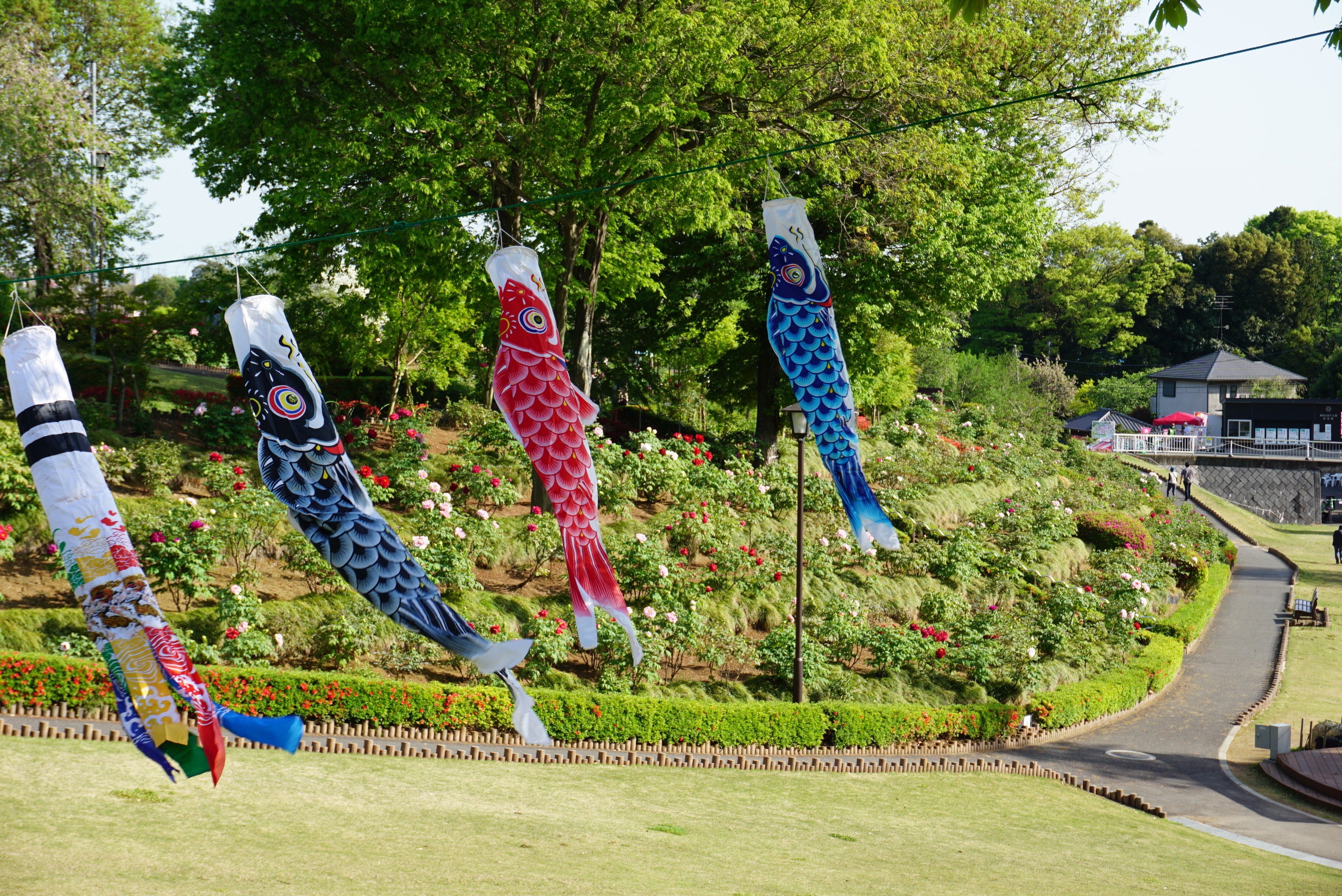 お子さまの健やかな成長を願うこいのぼりも登場