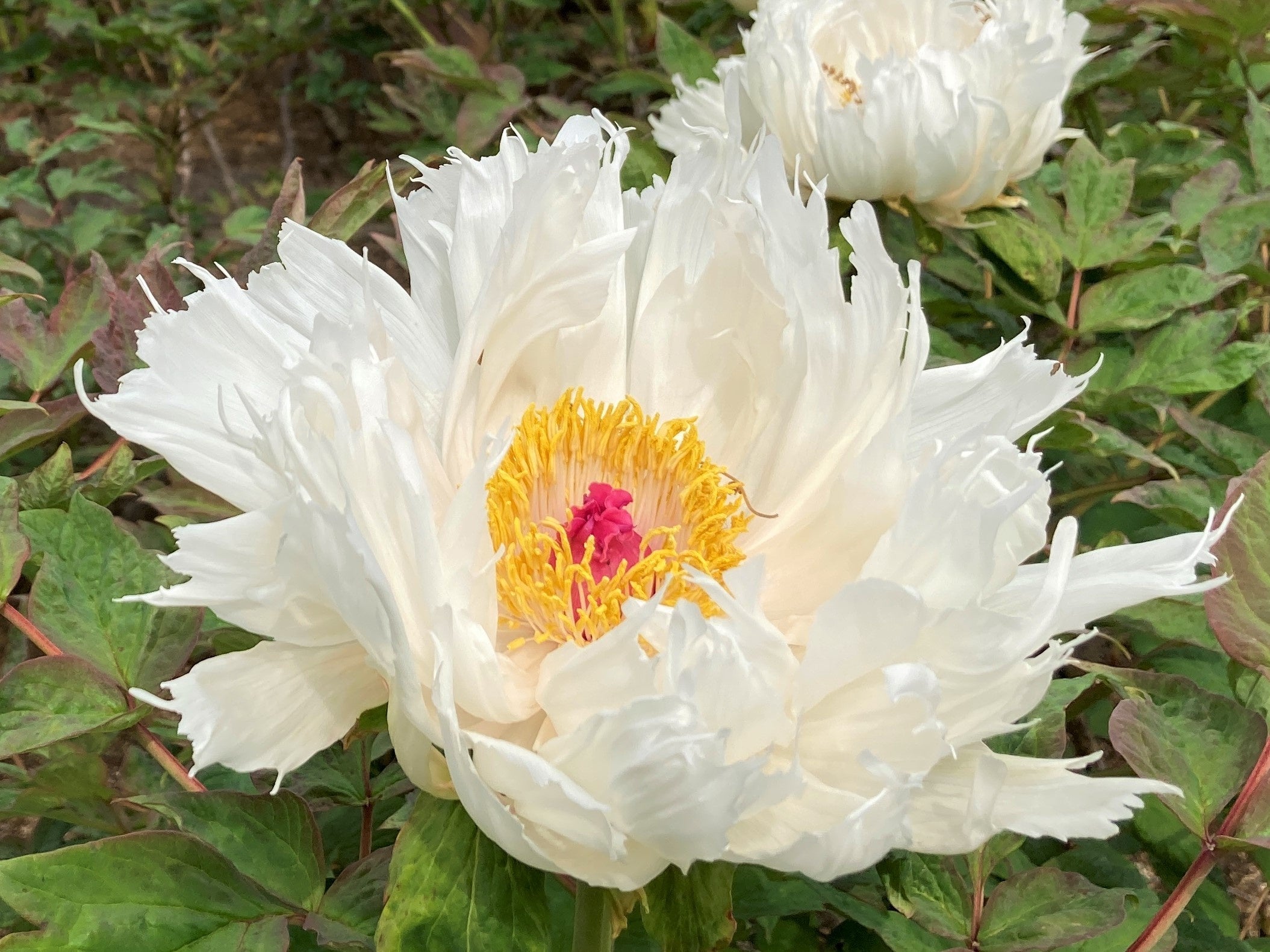 「御国の曙（みくにのあけぼの）」