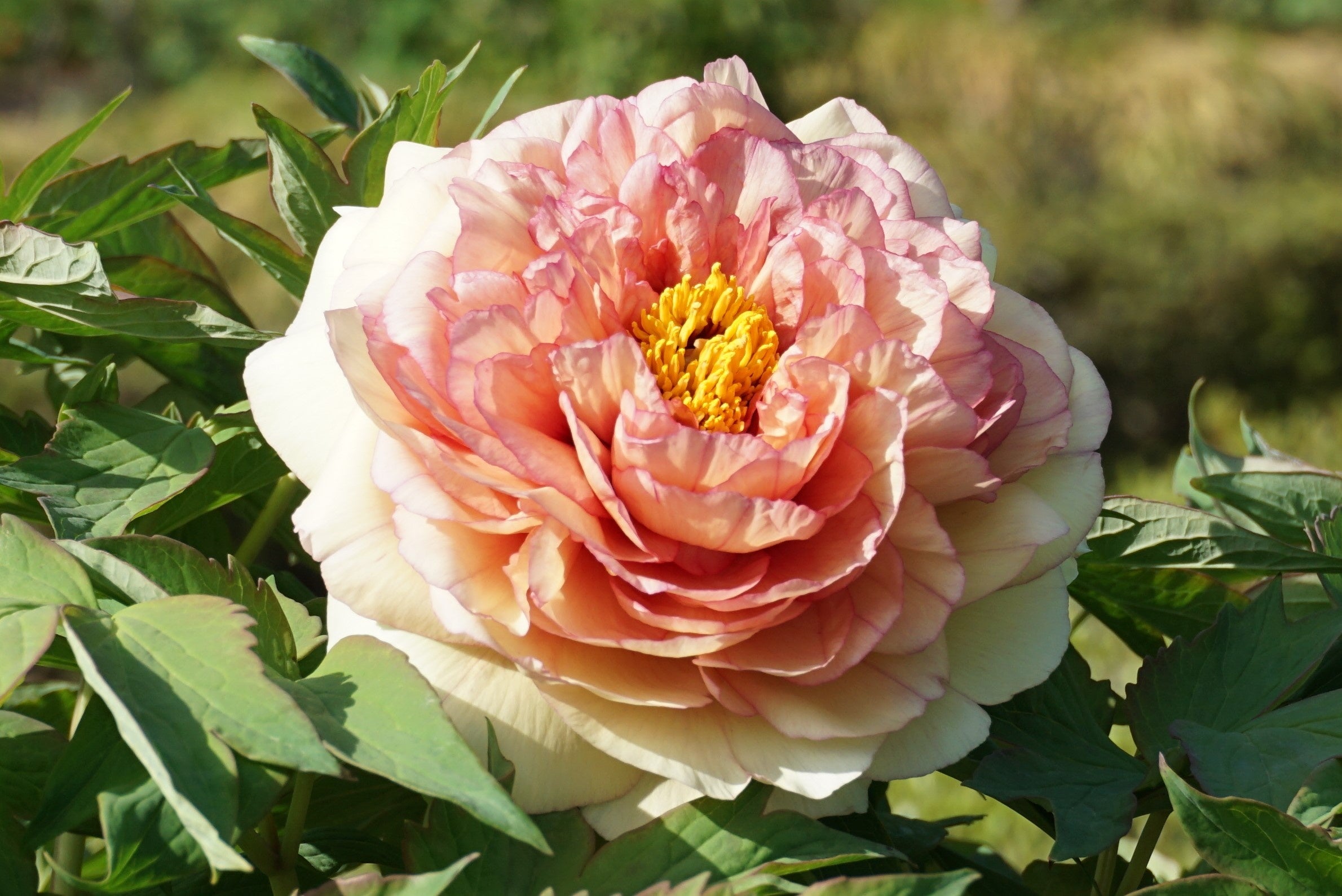 「赤銅の輝（しゃくどうのかがやき）」