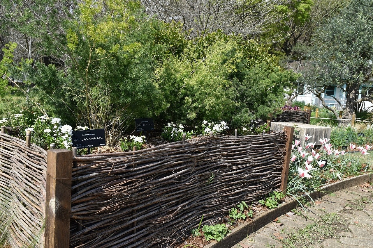 高さを上げて地温を確保し、冬の寒さによる亜熱帯植物のダメージを軽減するとともに、ガーデンをリズミカルに表現する効果があります