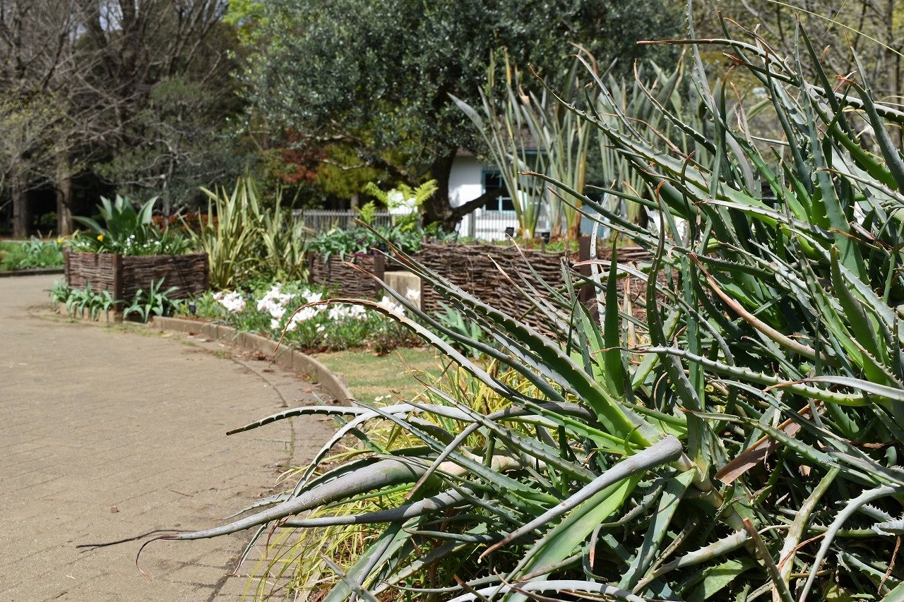 亜熱帯植物を取り入れながら、ロングライフ・ローメンテナンスのコンセプトに合う宿根草など合計40種以上を植栽。気温の上昇とともに成長し、続々と見頃を迎えます
