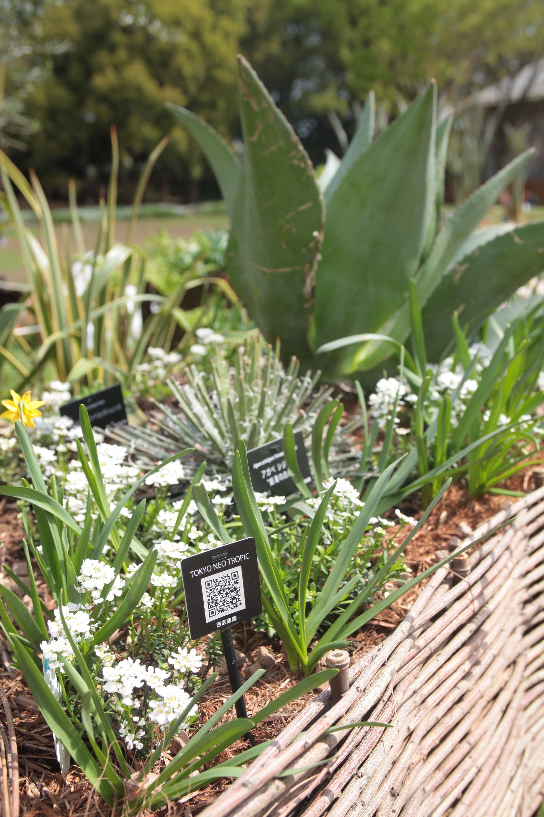 西武造園株式会社の作品「TOKYO NEO TROPIC（トウキョウ ネオ トロピック）」撮影：2023年3月29日