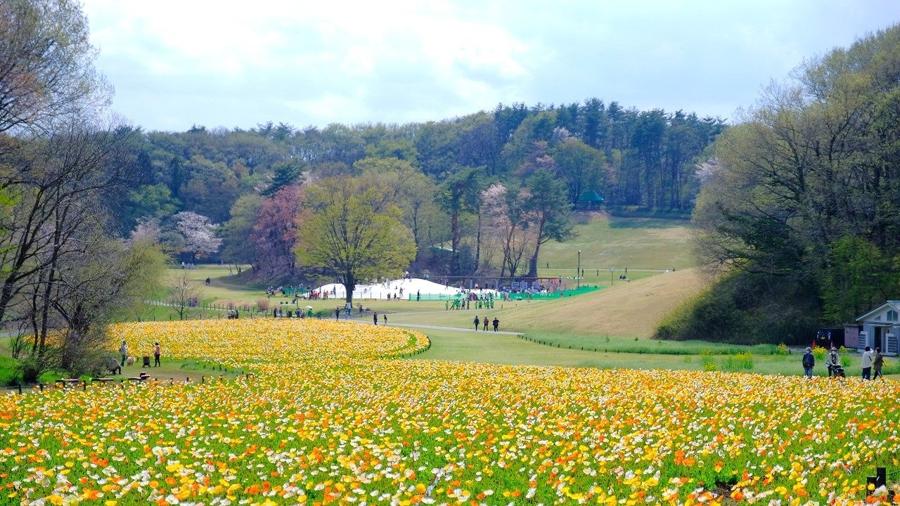 約70万本のアイスランドポピー（国営武蔵丘陵森林公園　運動広場花畑）※2023年4月1日撮影