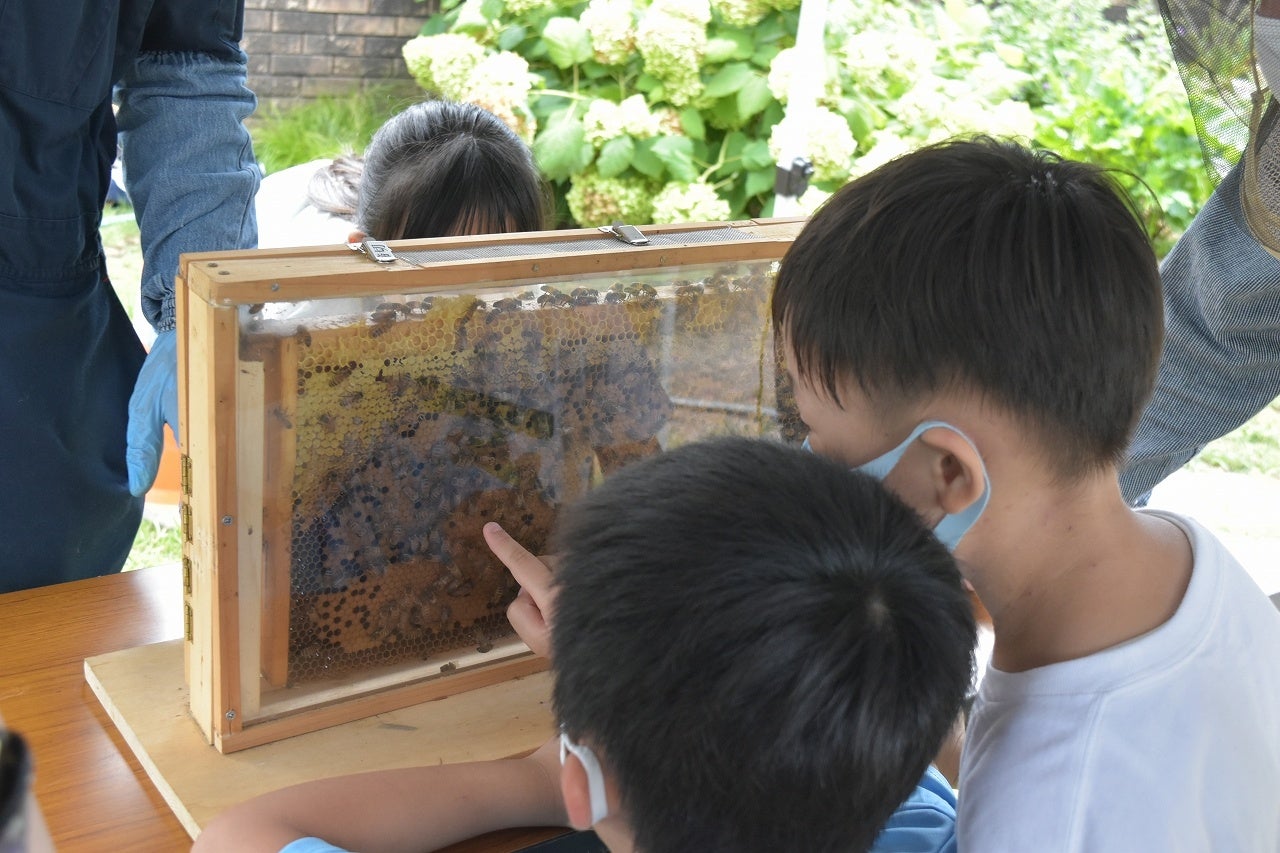 みつばちの巣の観察など環境教育イベントを定期的に開催
