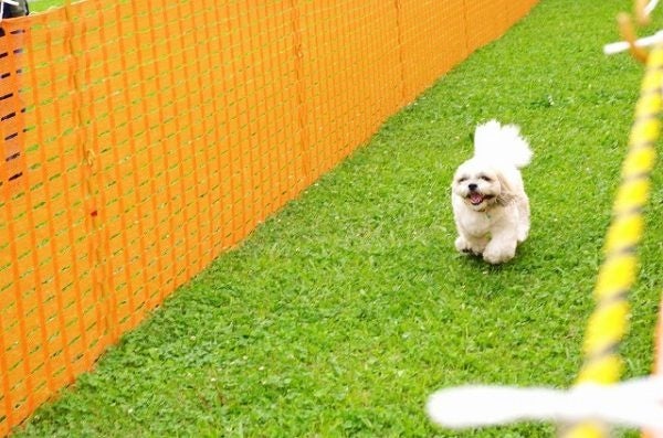 1頭につき1コースで、レース体験がなくても参加しやすい