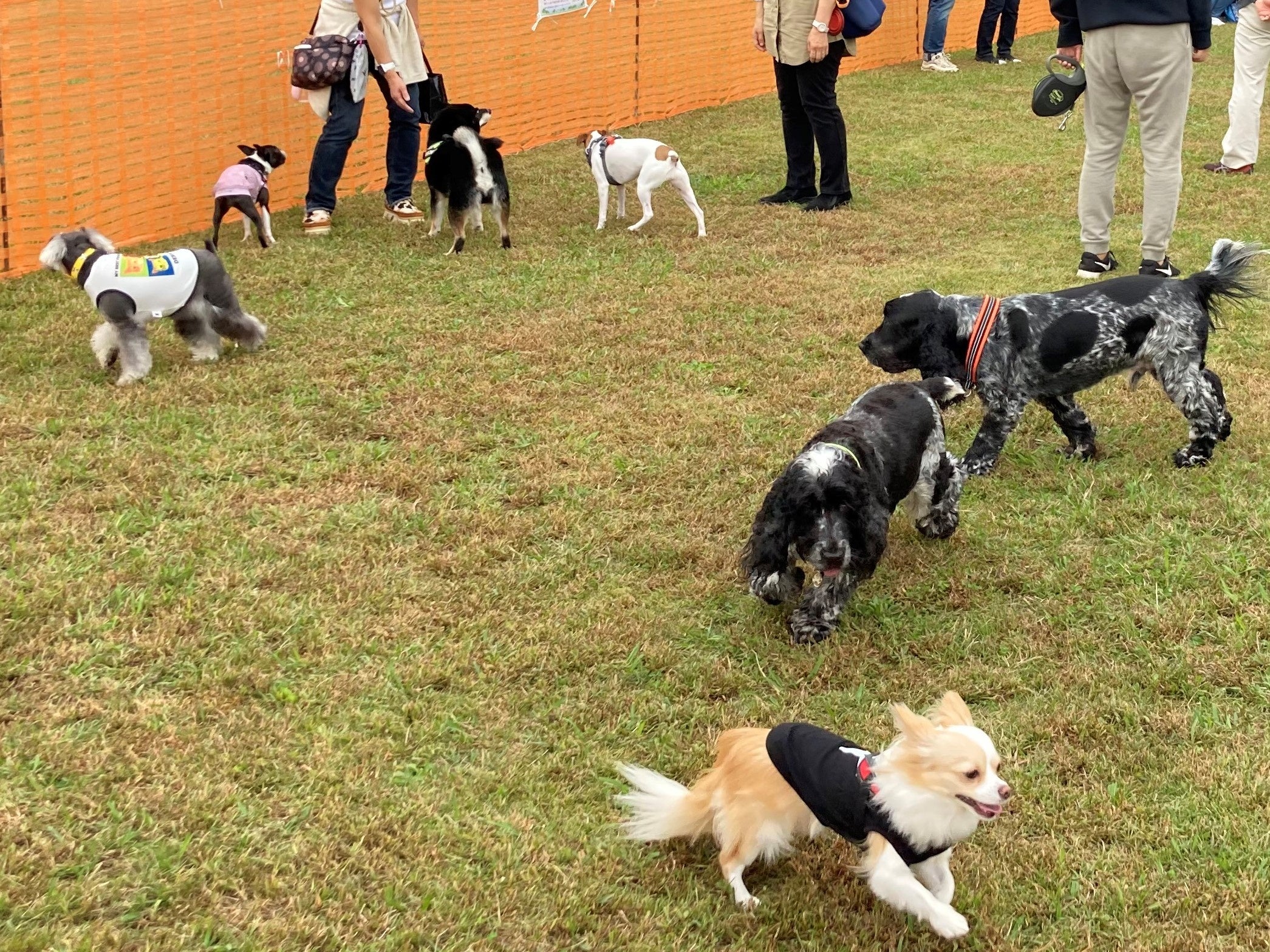 二日間限定で、天然芝の特設ドッグランがお楽しみいただけます（※事前予約制）