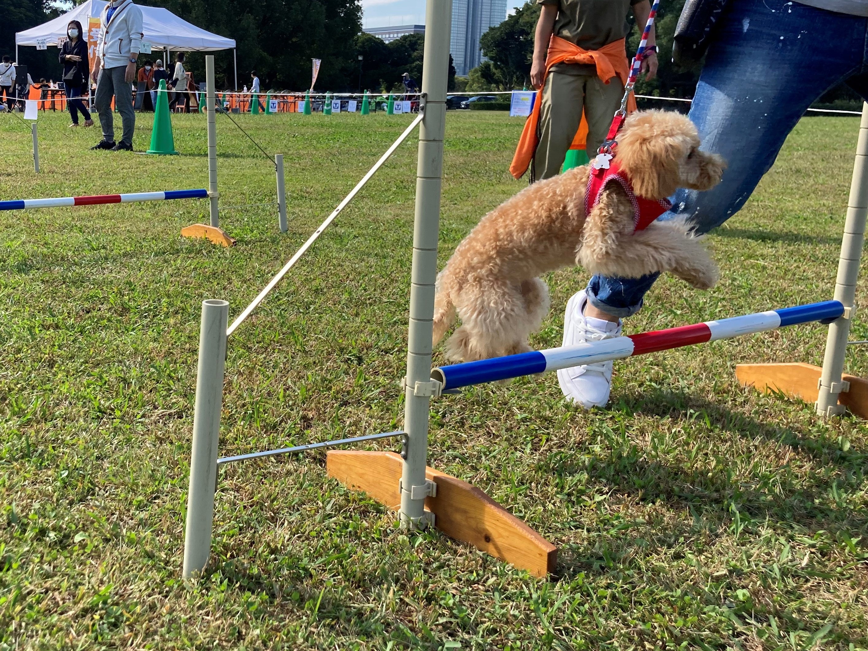 ドッグスポーツ「アジリティ」も体験できる