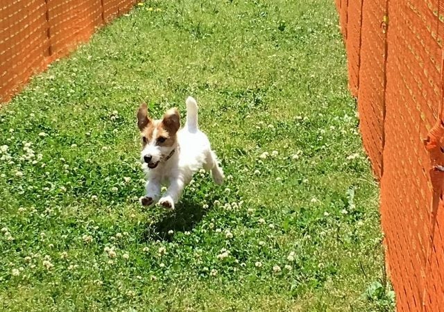 1頭につき1コースで、レース体験がなくても参加しやすい