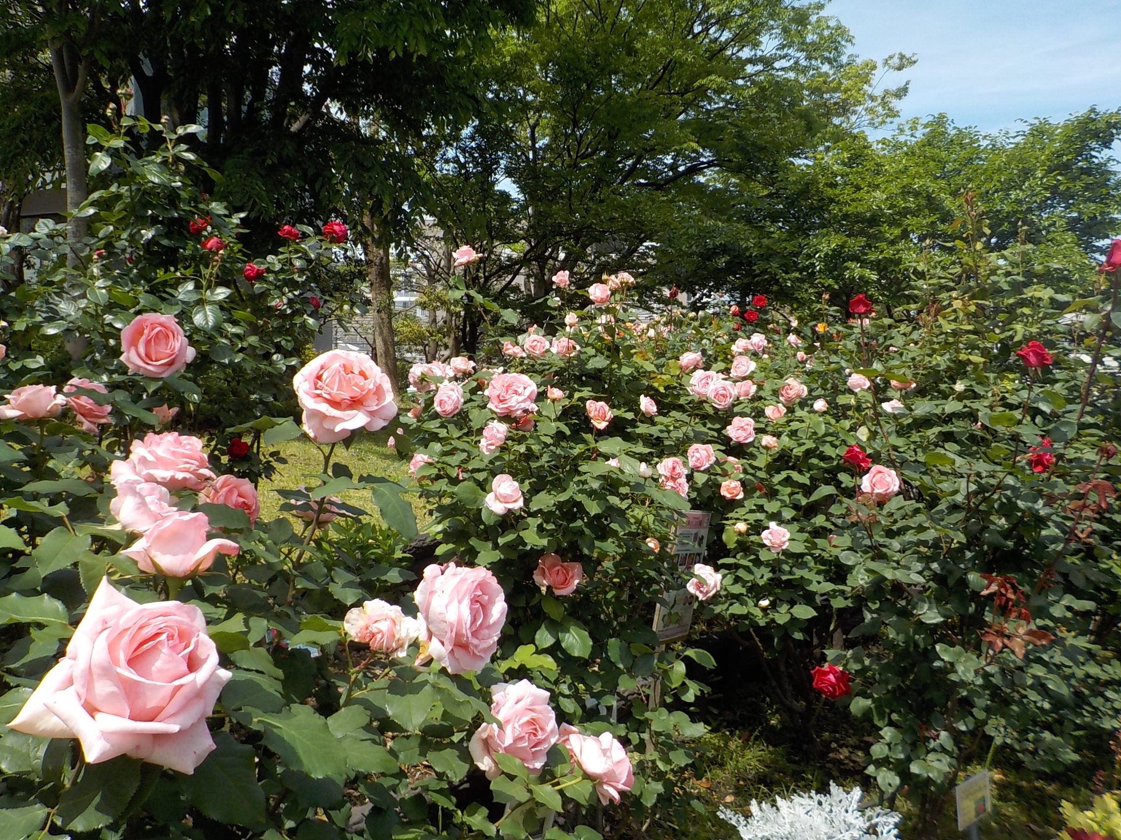 𝕊𝕙𝕚𝕫𝕦𝕜𝕒 | 今週のバラ園❤️🩷 6月中旬の景色から