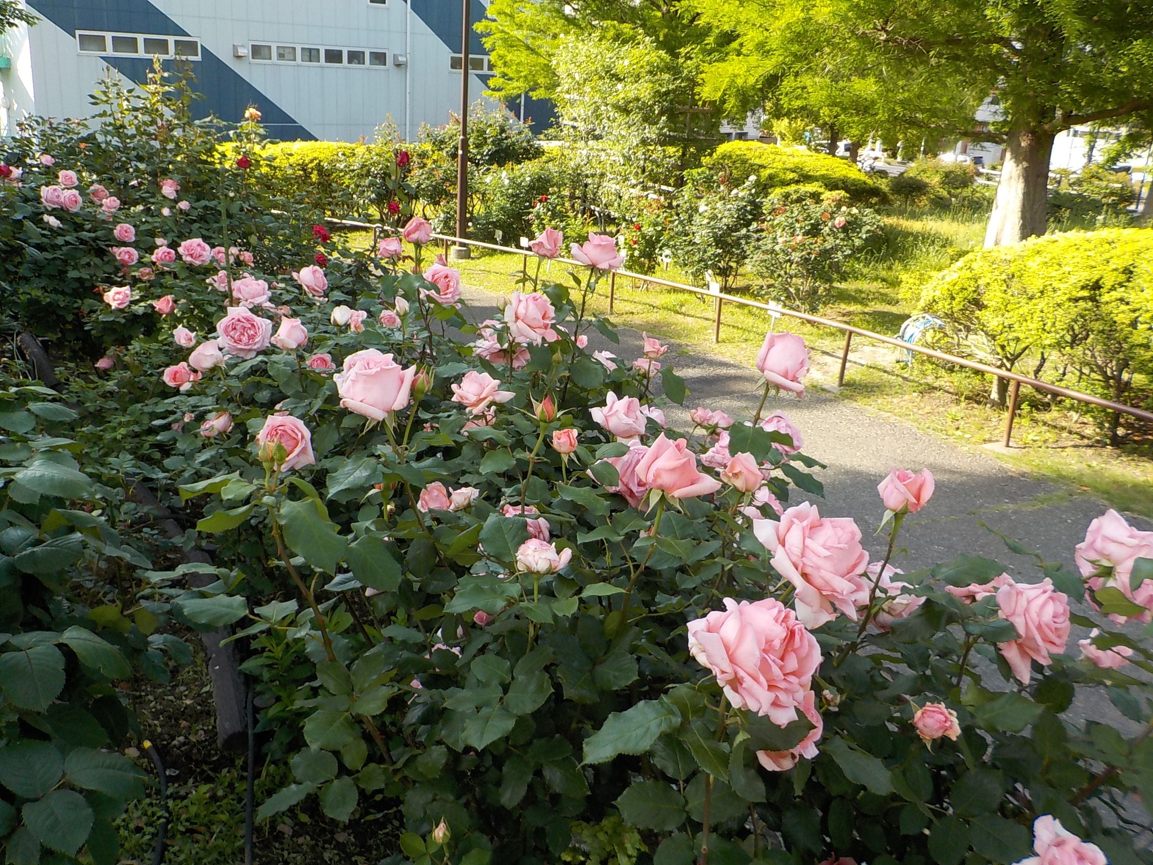 明るいサーモンピンクの大輪が咲き誇る「はまみらい」