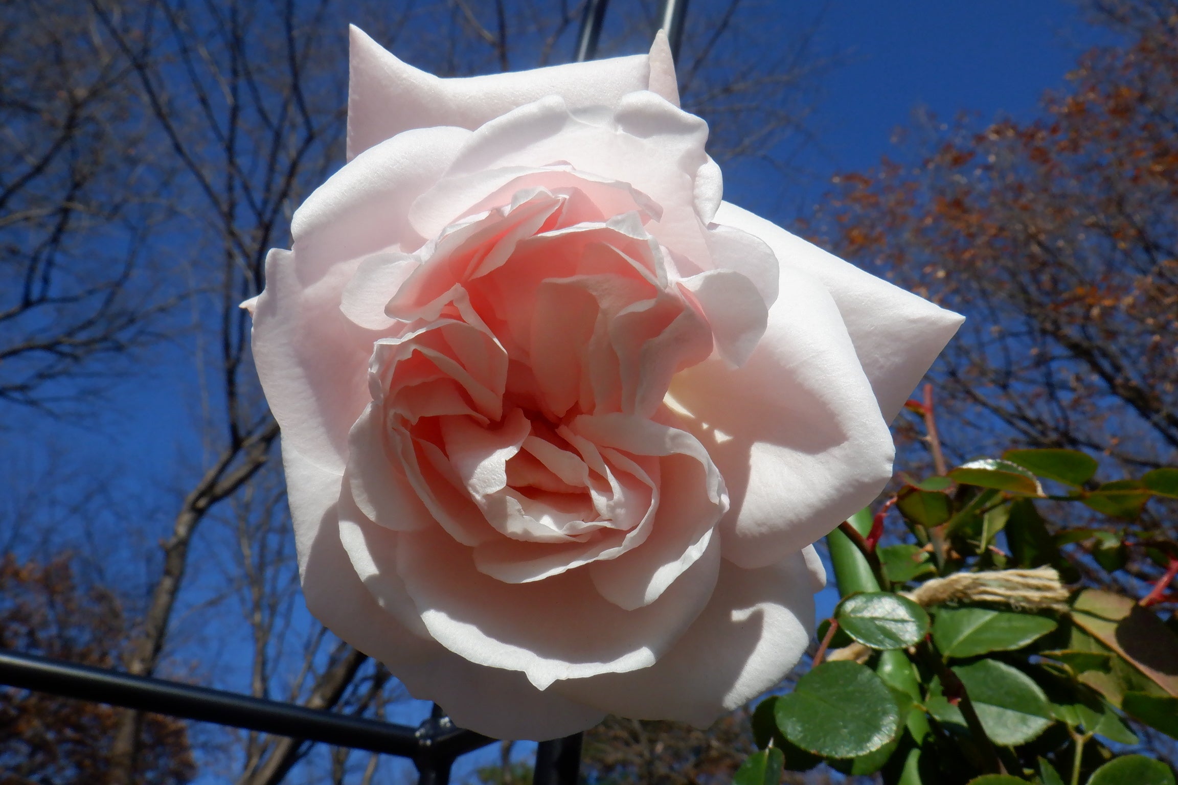 珍しい「斑入りペニー・レーン（つるバラ）」がアーチを彩ります