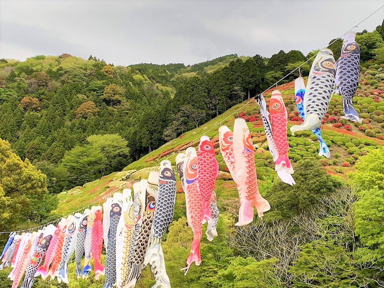 お子さまの健やかな成長を願う「こいのぼり」も登場！