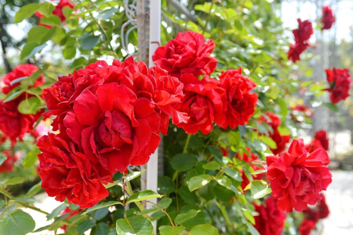 バラと小花とベリーのキラキラ豪華特大リース♪☆新色☆ボルドーカラー♪☆ 喜びの笑顔あふれる土のばら【30本入】色とりどりまるで小さな