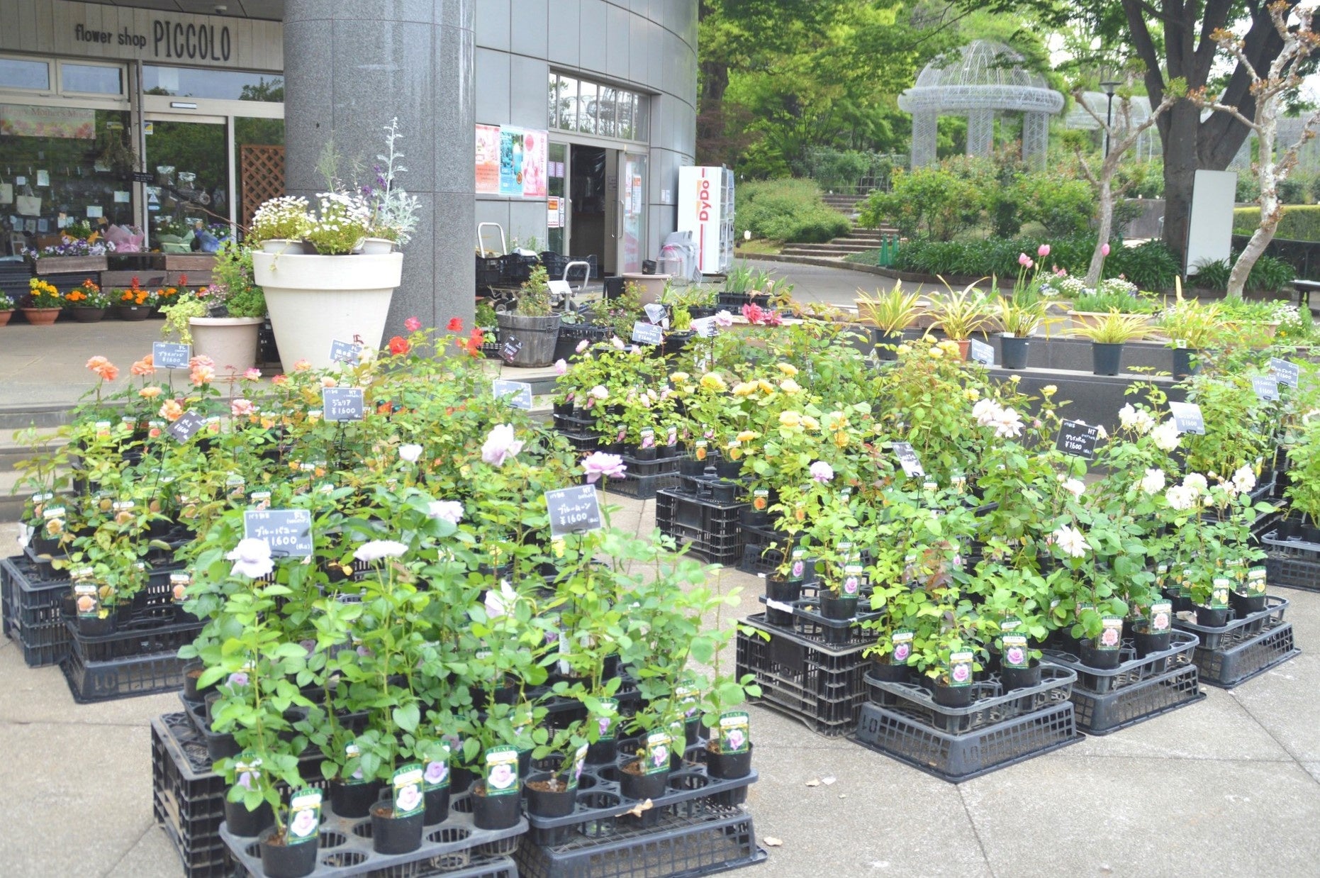 ご自宅でもバラを楽しめる「バラ苗販売」