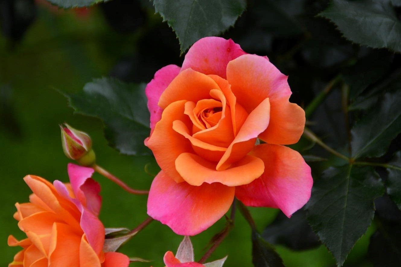 鮮やかなオレンジやピンクの花色が パレードを思わせる「ディズニーランドローズ」