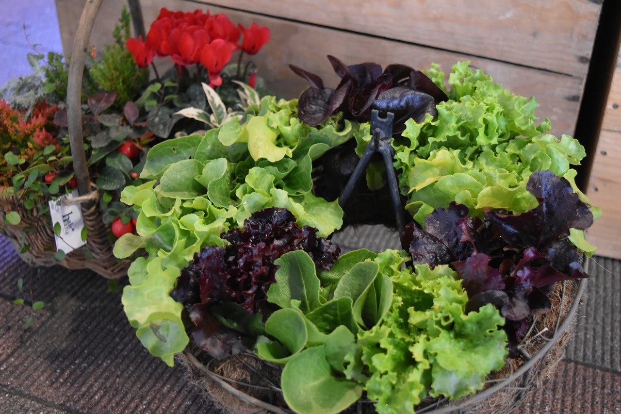 ユニークな「食べられる」ジャムレタスのギフト用バスケットも！（イメージ）