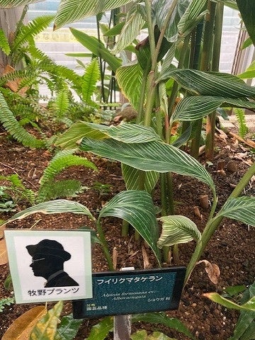 当館で見られる牧野プランツ「フイリクマタケラン」