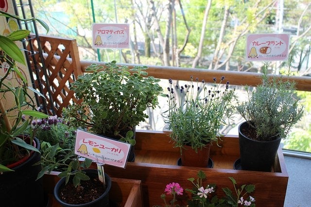 特徴的な香りのする花や植物の香りを体験！