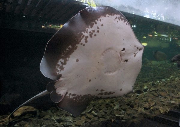 巨大淡水エイ「ヒマンチュラ・チャオプラヤ」を国内で唯一展示