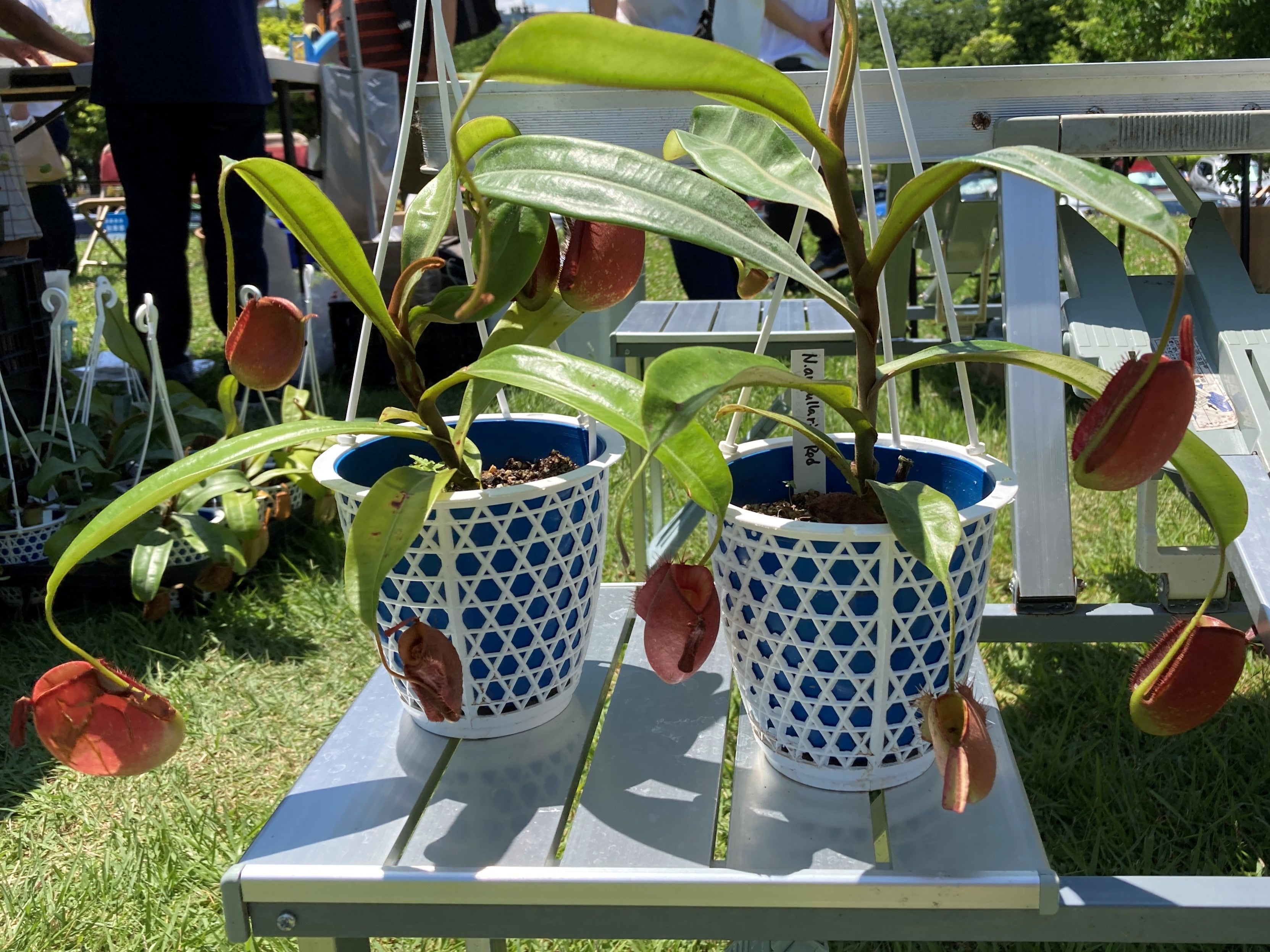 つぼ型の捕虫袋が特徴の食虫植物「ウツボカズラ」など変わった植物が大集合