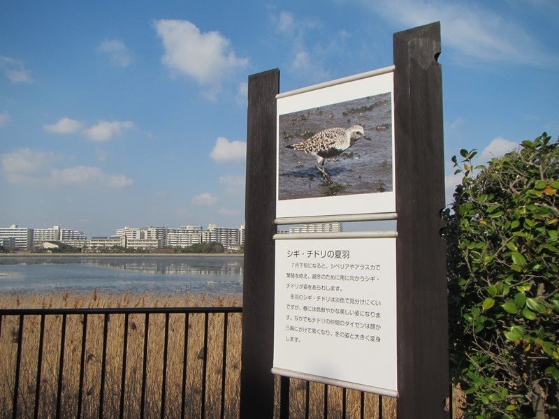 【週末特価】能楽 稽古用中啓 十松屋福井 霞若松 34888-420-