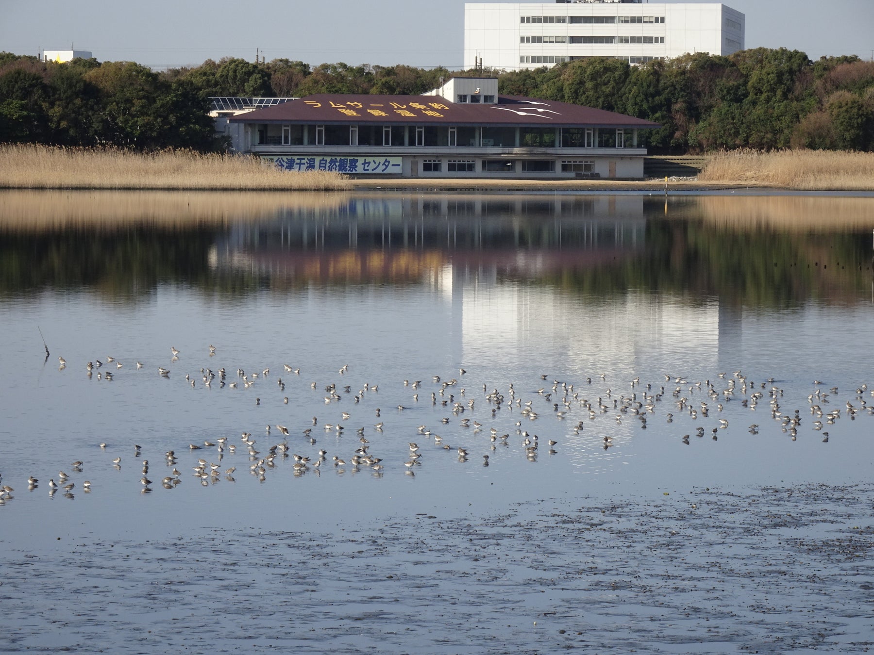 渡り鳥の貴重な中継地にもなっているラムサール条約登録湿地「谷津干潟」