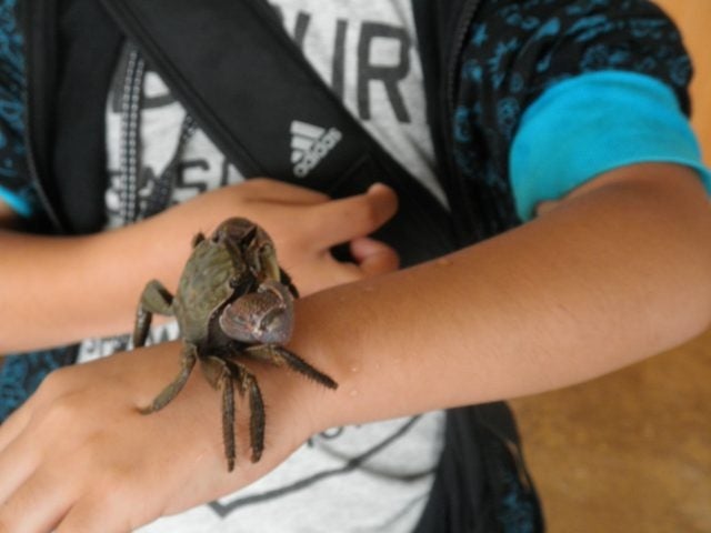 谷津干潟ジュニアレンジャー 干潟の生きもの案内