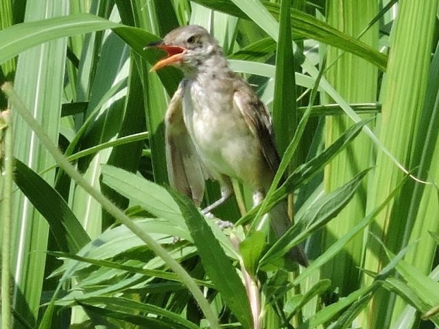 ヨシ原で子育てするオオヨシキリを見よう