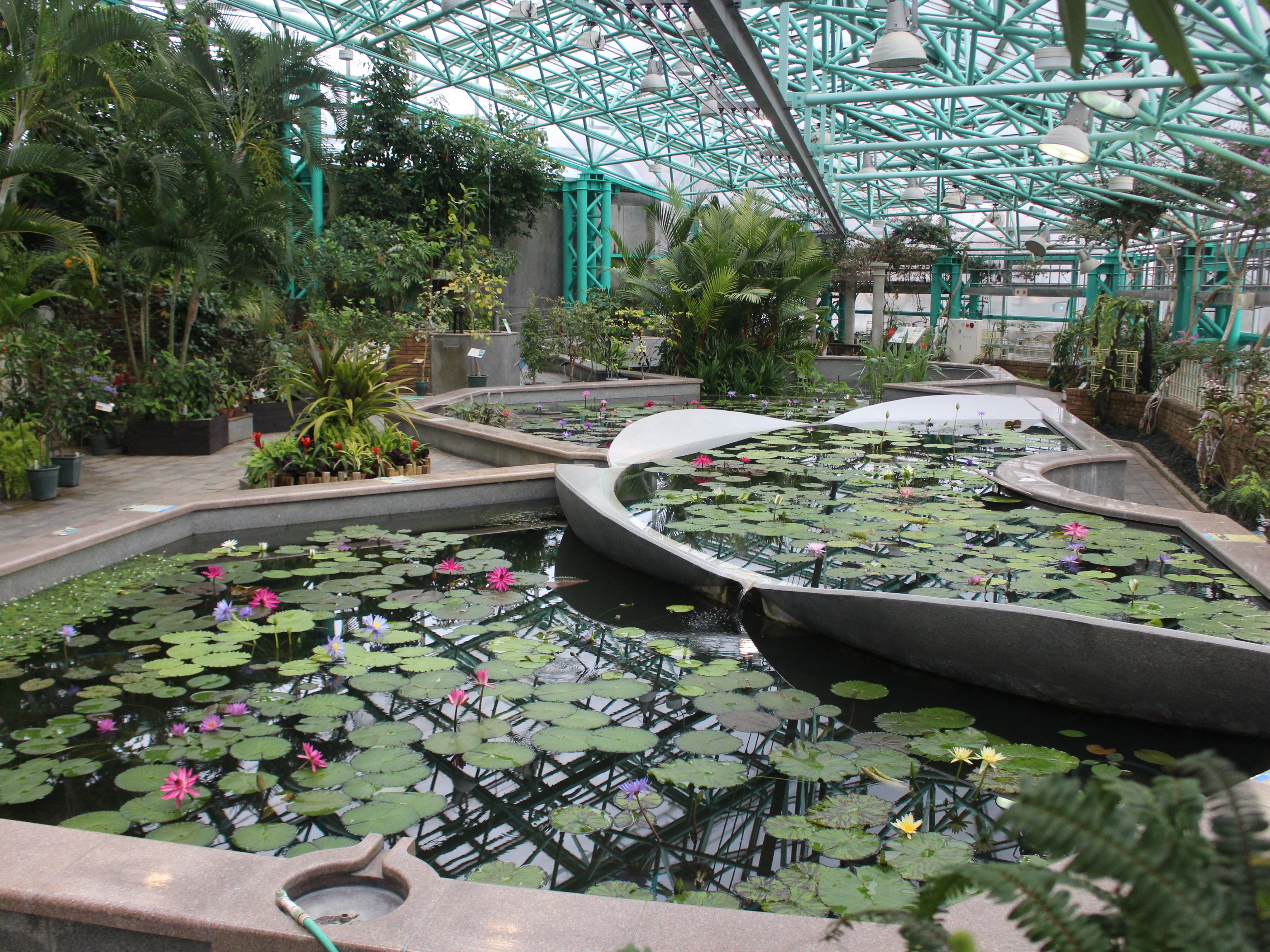 色鮮やかに水面を彩る美しい花が見頃に「スイレン展」2023年6月6日（火