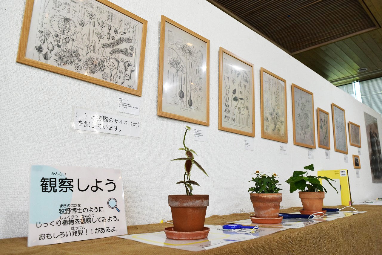 牧野博士の紹介パネルも展示予定。植物学者のつもりで観察して、植物を描いてみよう！（※写真はイメージ）