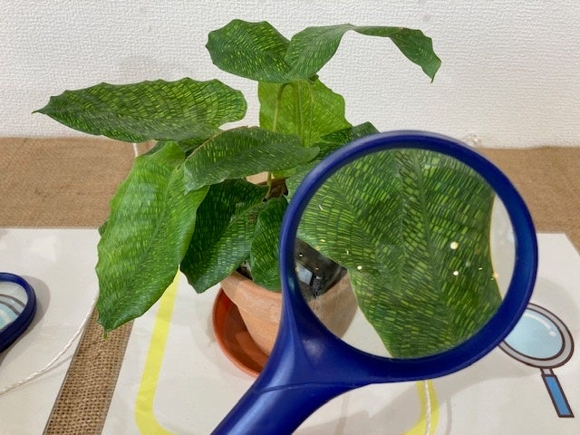 2023年7月1日（土）は、植物学者になったつもりで楽しめる、草木は友だち！「植物うちわを作ろう」を開催します