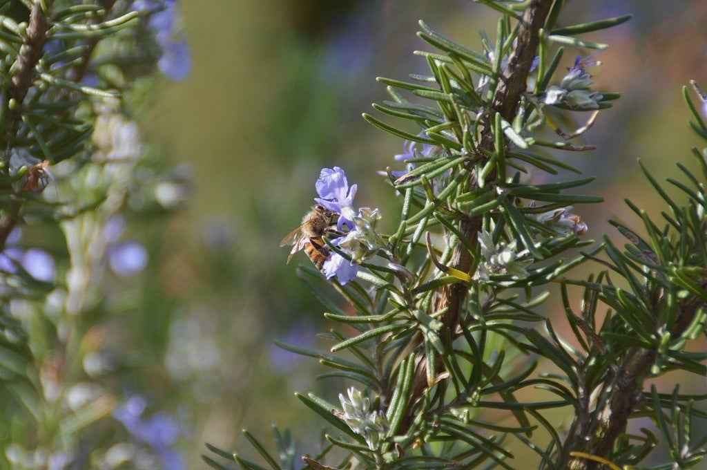 蜜源植物であるローズマリーとみつばち