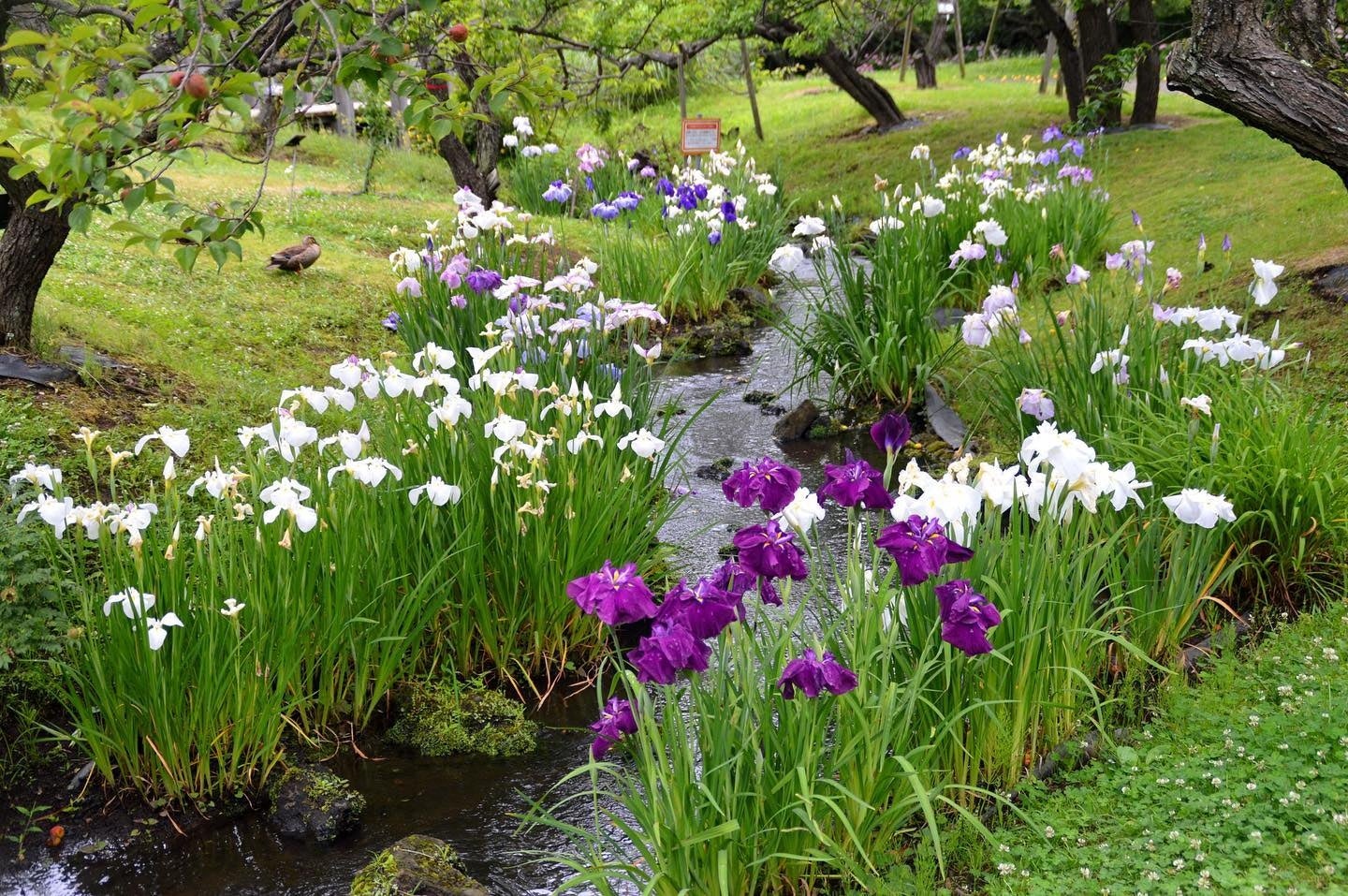 花菖蒲（ハナショウブ）