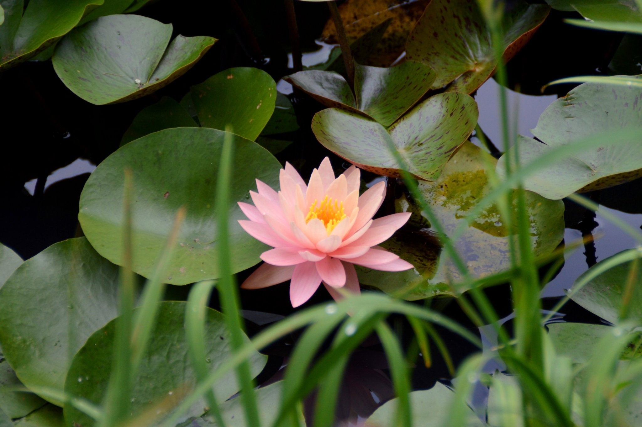 睡蓮（スイレン）