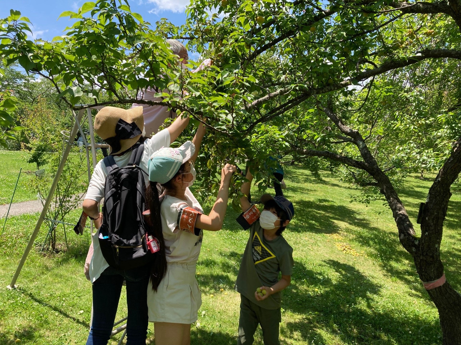 自分で梅を収穫できる「梅もぎ体験」