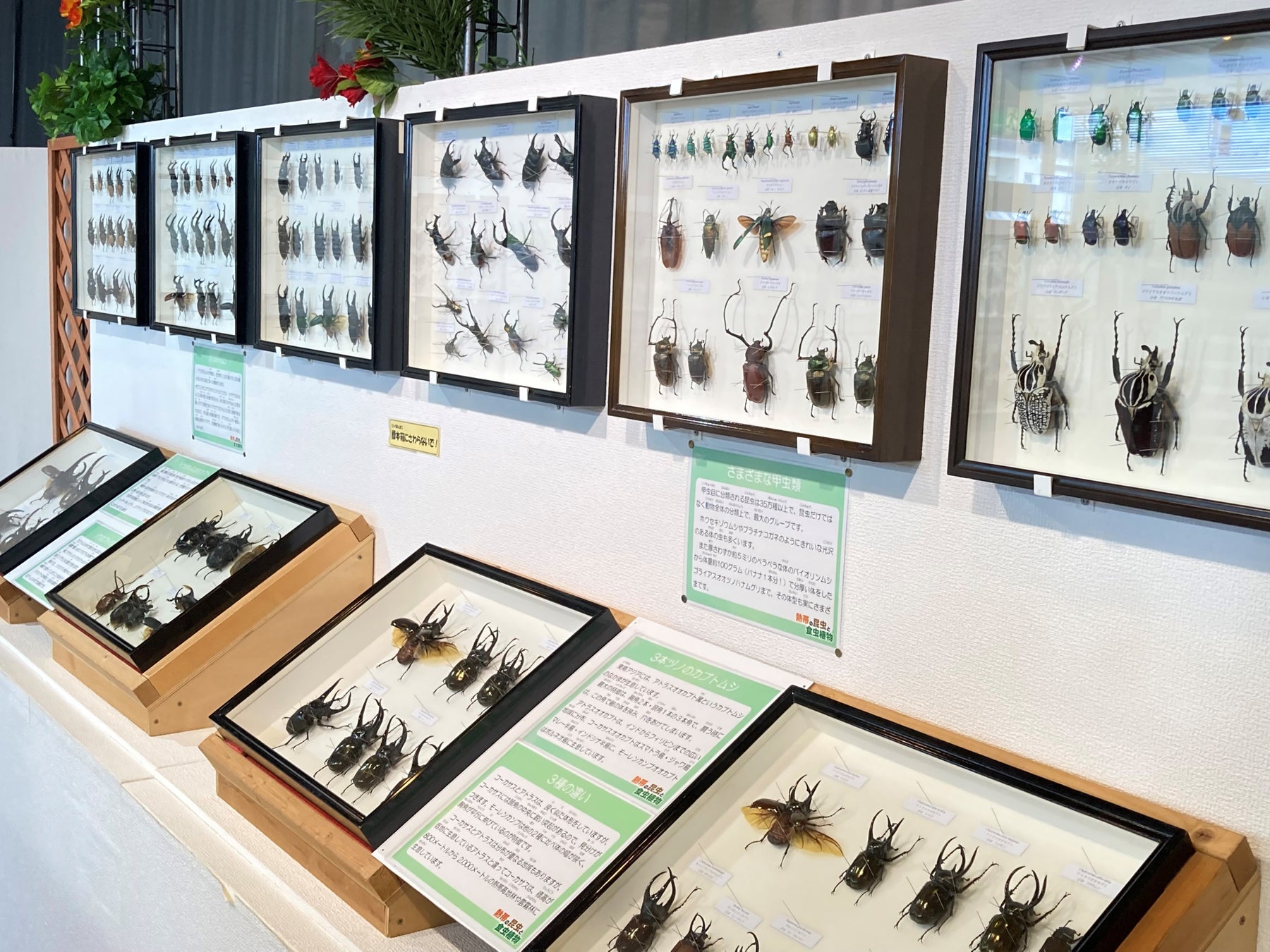 「標本展示コーナー」※展示イメージ