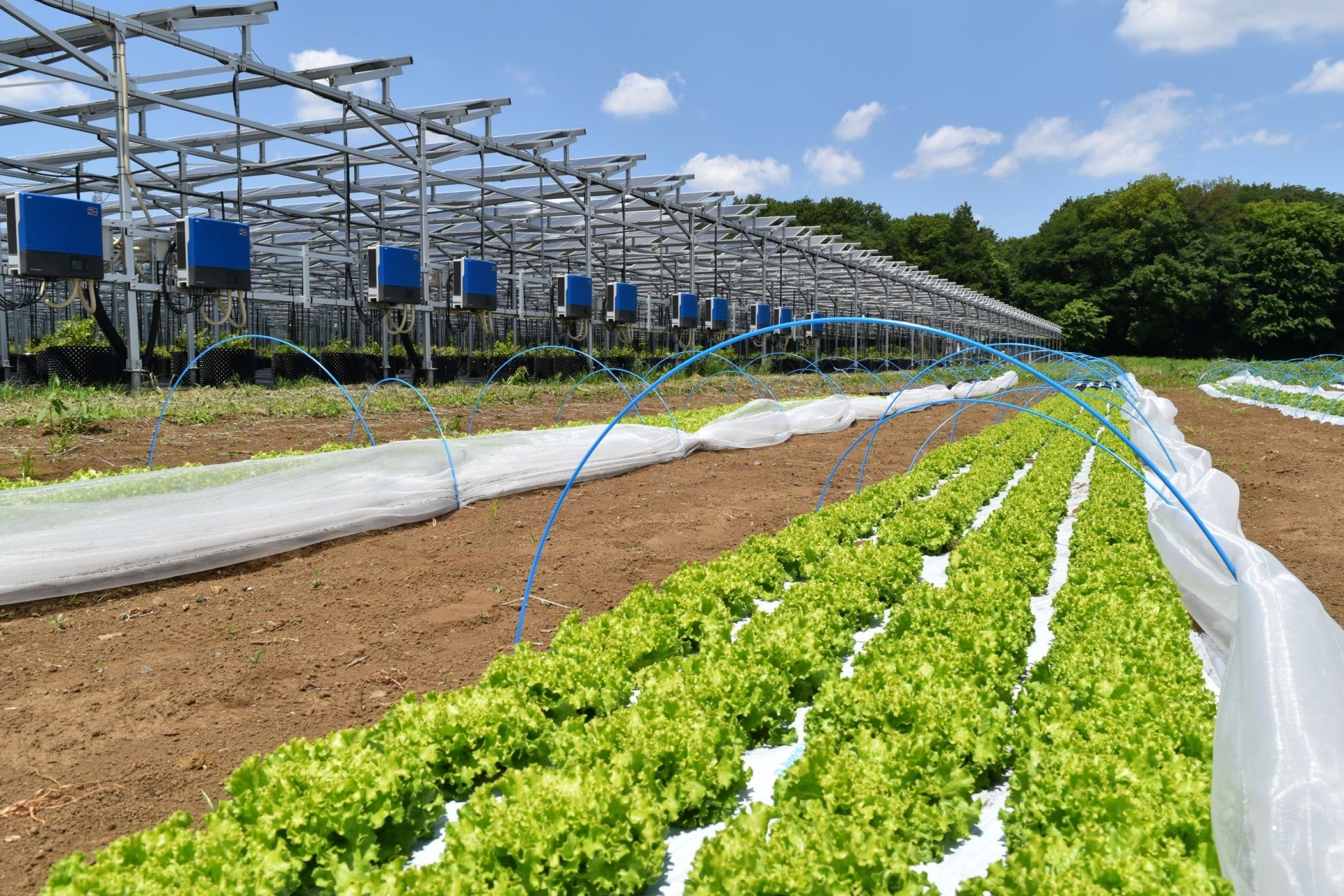 所沢市の農園で育てたジャムレタス、赤タマネギ、ジャンボニンニクなど新鮮野菜を販売します