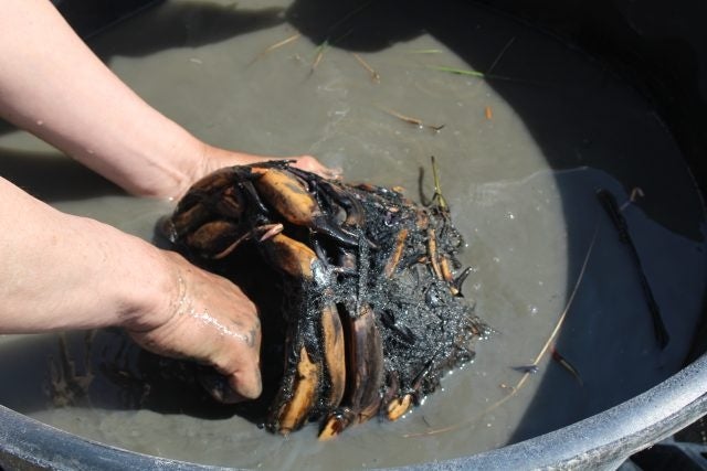 新しい芽を傷めないよう、根をほぐしていきます