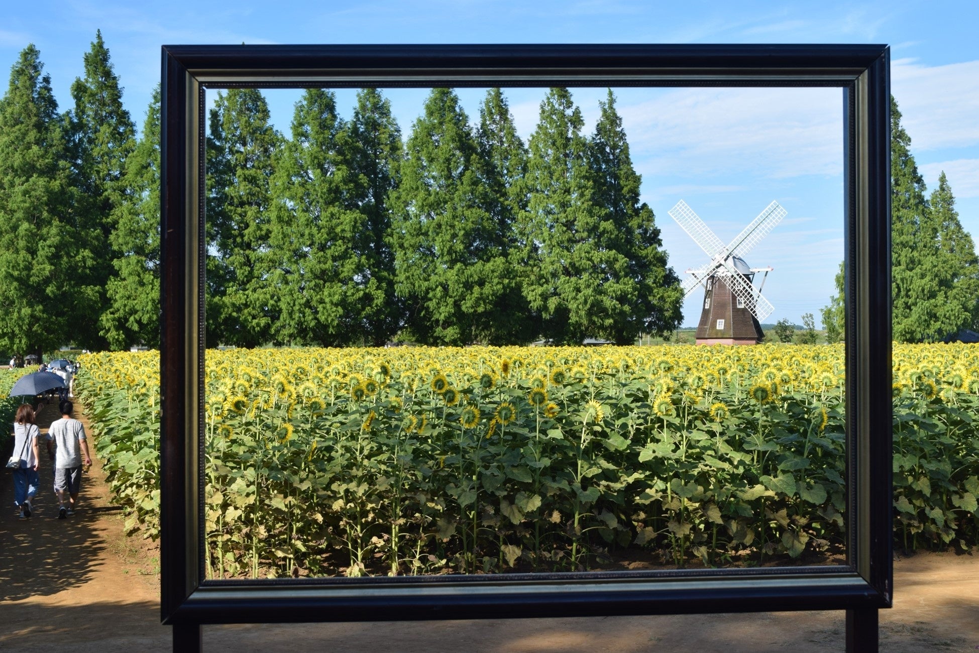 ヒマワリ畑には、写真撮影にご利用いただけるフォトスポットも設置