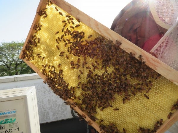 養蜂家の協力のもと、公園スタッフがみつばちを飼育しています