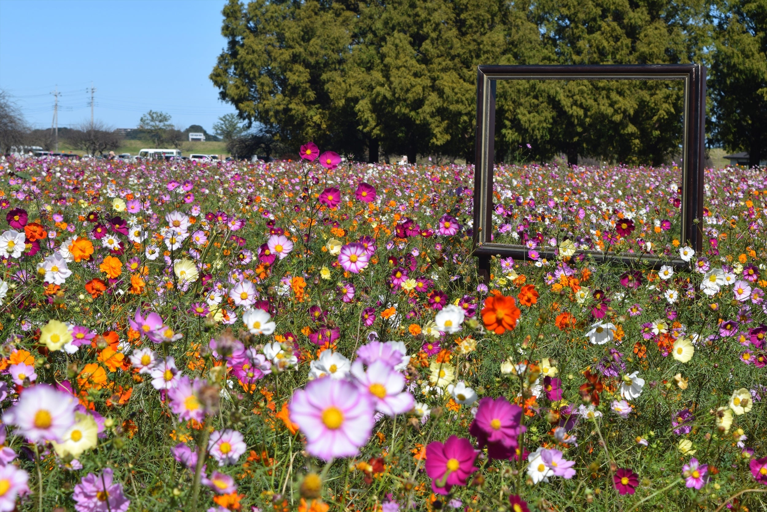コスモスいっぱいの写真が撮影できるフォトスポットも各所にご用意しています