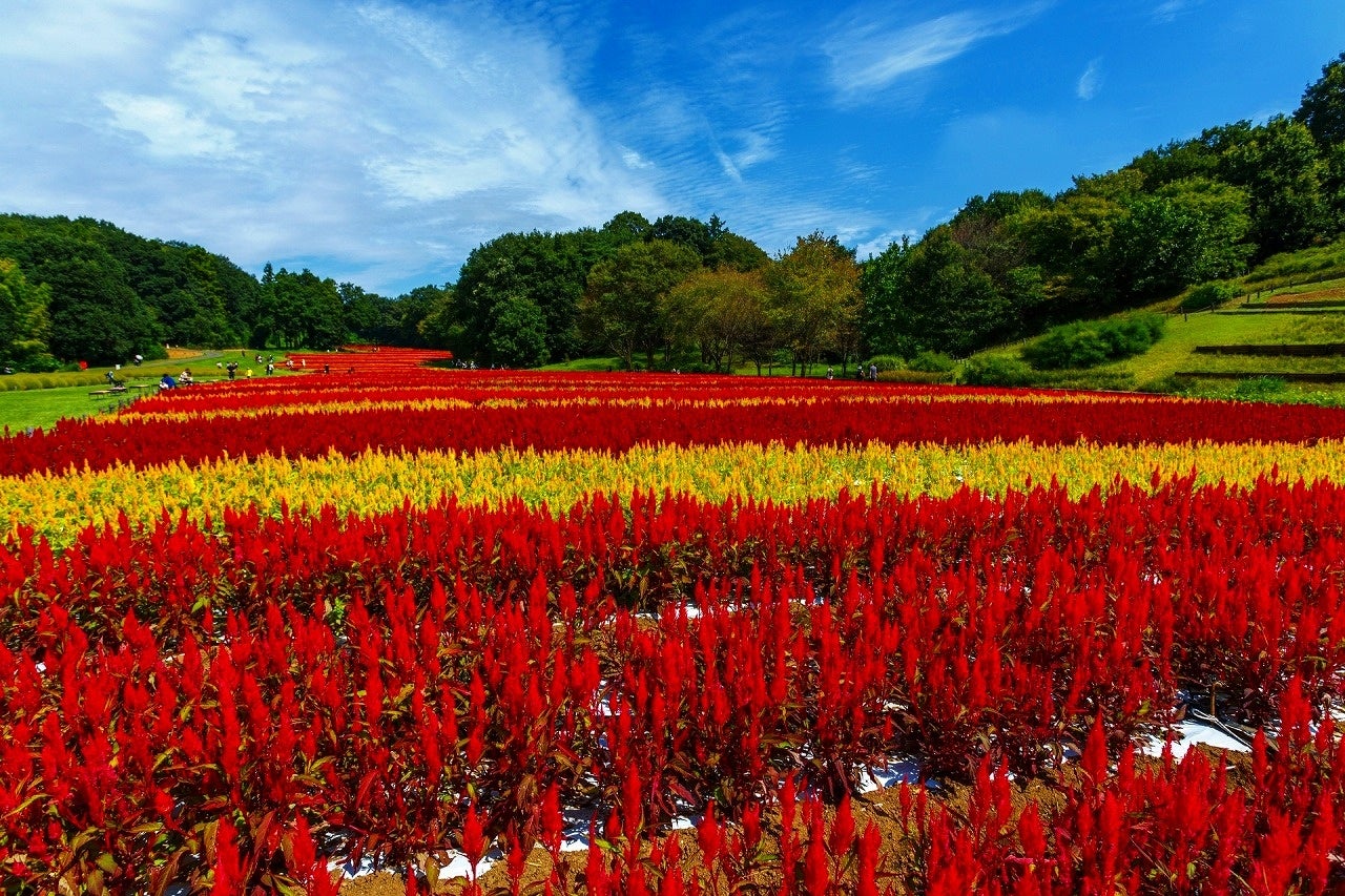 昨年比2倍！】約80万本の「羽毛ゲイトウ」の花畑が見頃を迎え